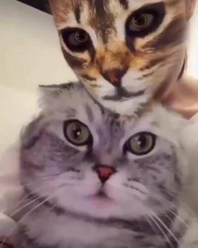 What's happening to your mom?