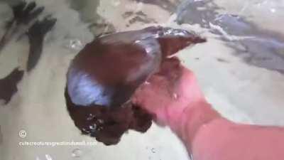 Platypuses/Platypi are extremely affectionate, also have the most REM sleep of any animal. (5.8-8 h/day)