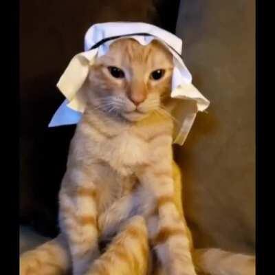 Istanbul Cats be Like