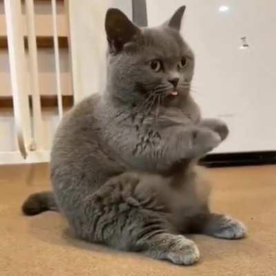 Taking a break from... Catting?