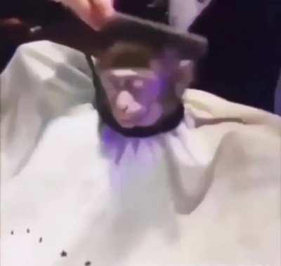 monkey haircut