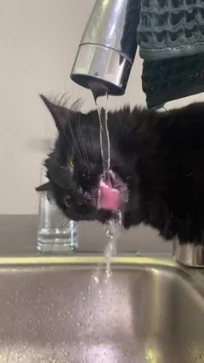 Adorable goofball drinking out of the water faucet aggressively
