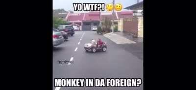 Damn Monke