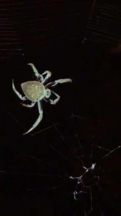 Brissy Spider’s - anyone know the type?