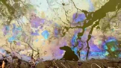 Heavily contaminated water in East Palestine, Ohio.