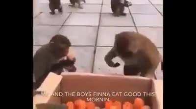 its fonky monky friday