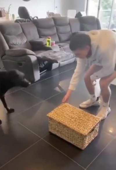 Dog Day Sunday - those happy jumps