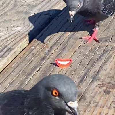Birds with human mouths