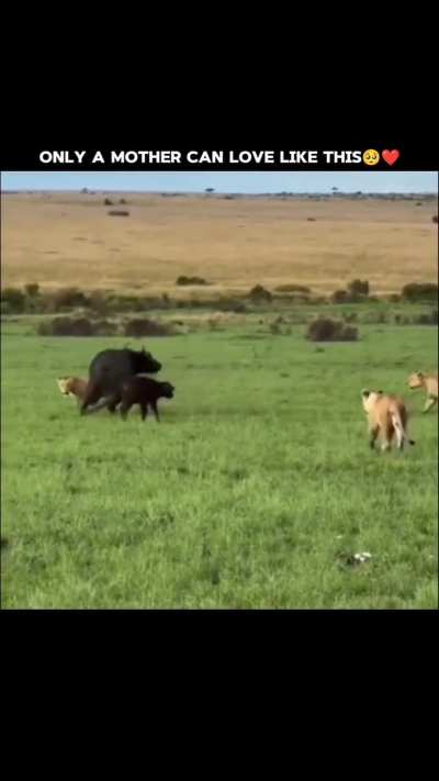 Zkn Just a mother fighting for his calf