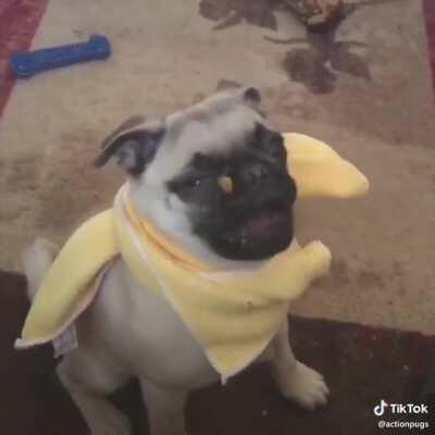 El perro está bien, así que 👍