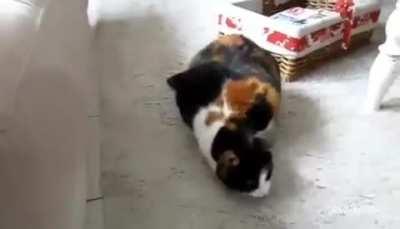 Gato franc&eacute;s puaaag 🤮🤮