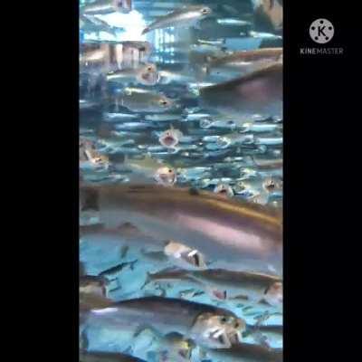 Screaming sardines