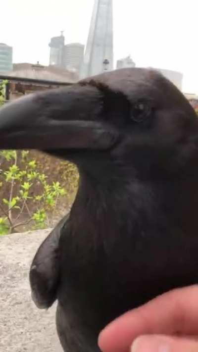 Finally found Arthur