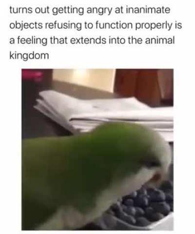 Me too, birb, me too