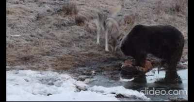 Hungry wolf gently asks grizzly bear for some food.