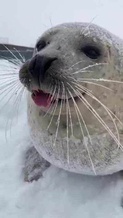 Sea Doggo