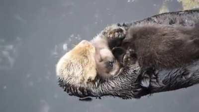 Otter cuddling her baby