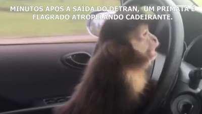 Atenção Idosas de Mais de 72 anos, Um assassino ao volante acaba ser aprovado no DETRAN.