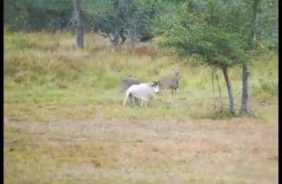 Ram charging into deer