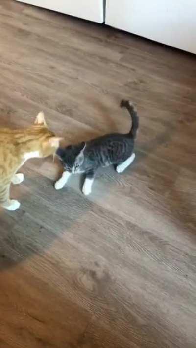 The one time we tried a collar