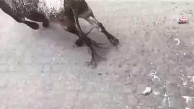 Bull Brutally Turns Man Into A Human Ragdoll