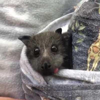 An interesting title