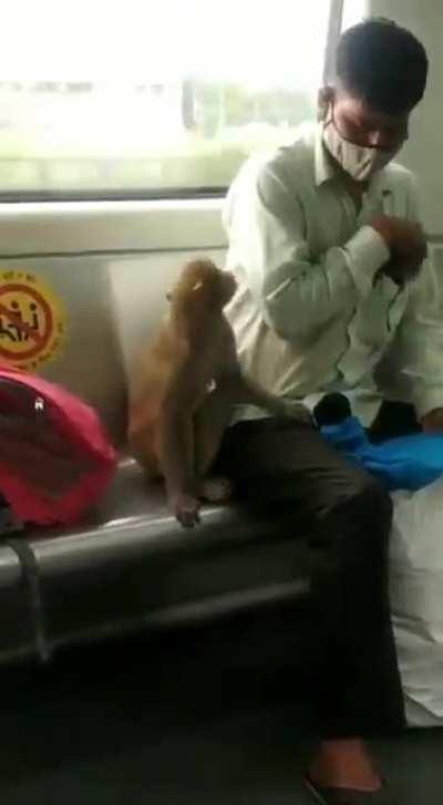 Monkey rides the Delhi Metro in India, gets scared and sits beside a human for comfort