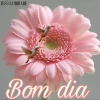 bom dia