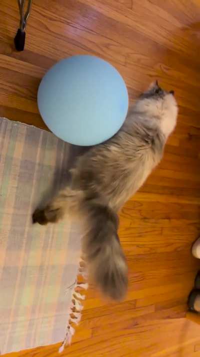 Cat playing with balloon