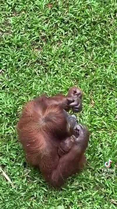 Orangutan puts on sunglasses