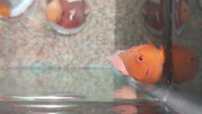 Lumpsuckers get their name as they're able to latch onto any surface utilizing their highly evolved pelvic fins.