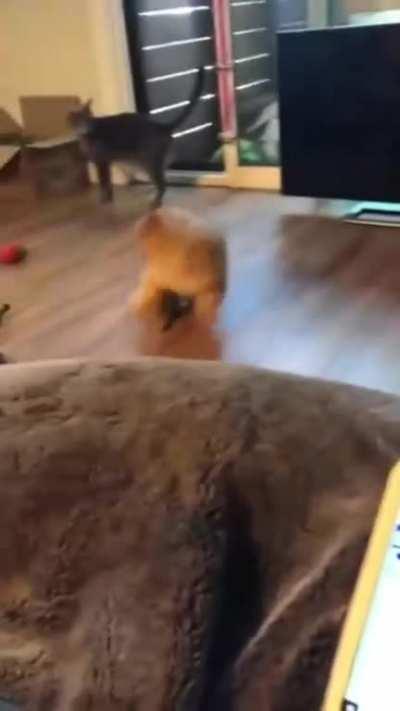 Definitely +1 for the enthusiasm