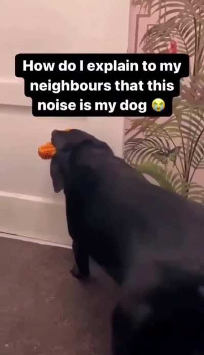 Sus ahh dog