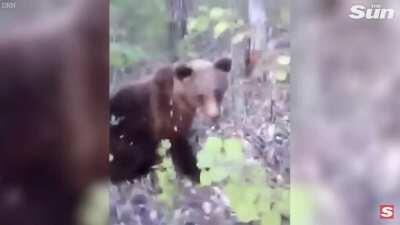 Por que não chutar um urso, o que poderia dar errado?