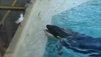 Orca baits bird with fish