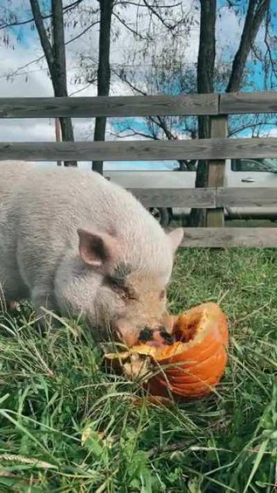 Pumpkins + Pigs ASMR! Sound up for the cutest chomps❤️ It’s safe to say that the pigs love the holidays for the upcycled pumpkin snacks. (Woodstock Farm Sanctuary)