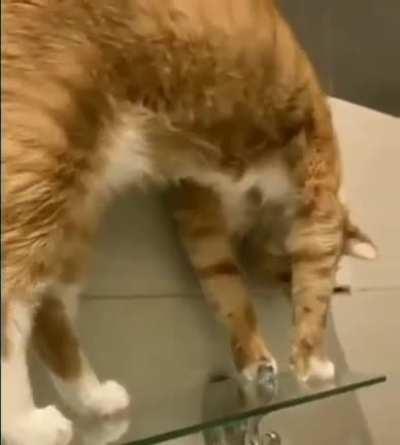 Sir, i think your cat broke