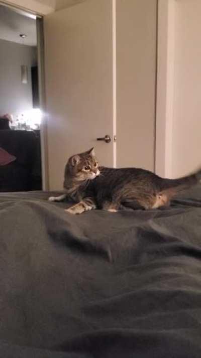 Had a run-in with a greeble