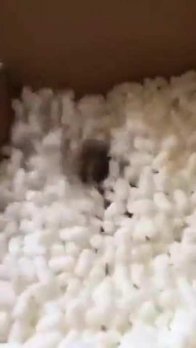 Someone loves the packing peanuts.
