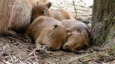 This is how the capy ears do