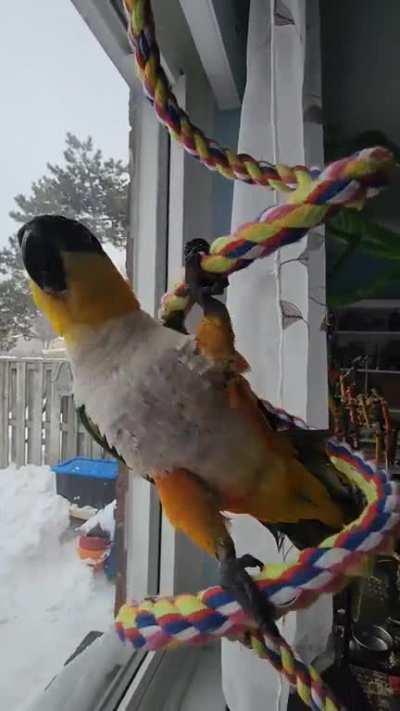 I think she likes it! Delilah, the caique,loving life and having fun! Sound on