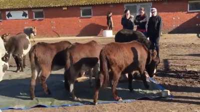 This is how a herd of donkeys react when one of their own dies. See how the leader of the herd bites in his belly to get him up. The dark donkey was his best friend, in his panic he stumbles over his neck agitating to get him up. He can’t accept that his 