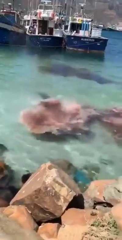 A shark eaten by something?