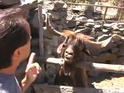 Man VS Goat
