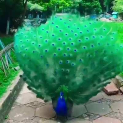 🔥 Peacock showing off it's feathers