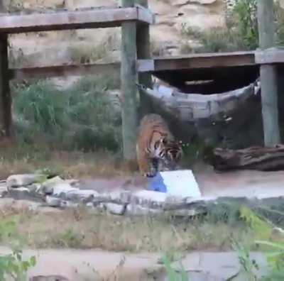 Big Cat vs. the birthday present