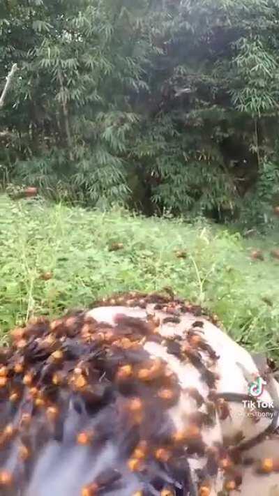 Doing some digging and trying to ignore the murder hornets