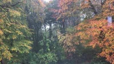 Back garden right now