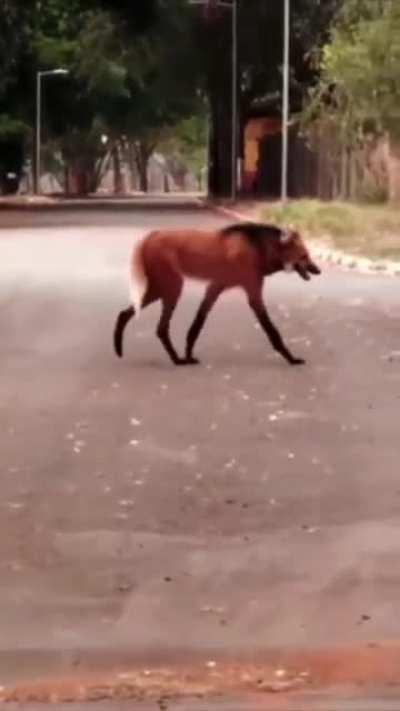 Which animal is that?