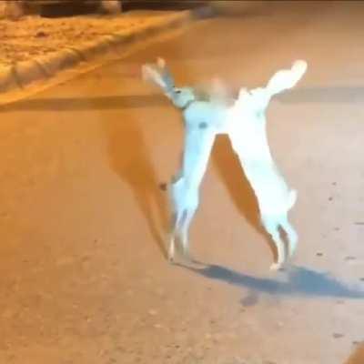 These jackrabbits going at it